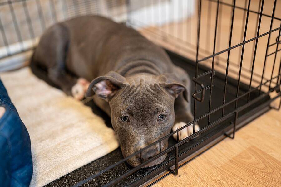 Pitbull proof clearance crate